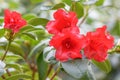 Rhododendron Elisabeth Hobbie crimson-scarlet, bell-shaped flowers